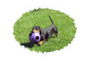 Otto