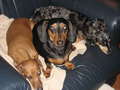 Heidi, Elfie, and Trudy