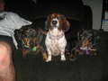 Foxy Doxy Dachshund Rescue Kids!